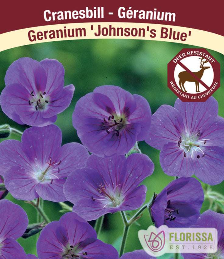 Cranesbill Geranium - Johnson's Blue, 1 Pack