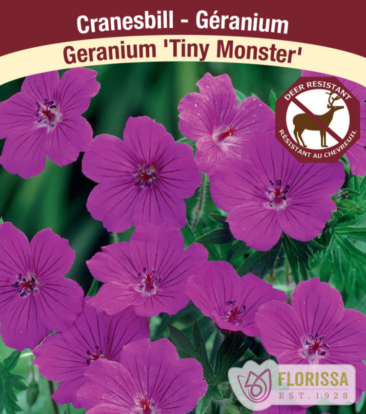 Geranium Tiny Monster, 1 Pack