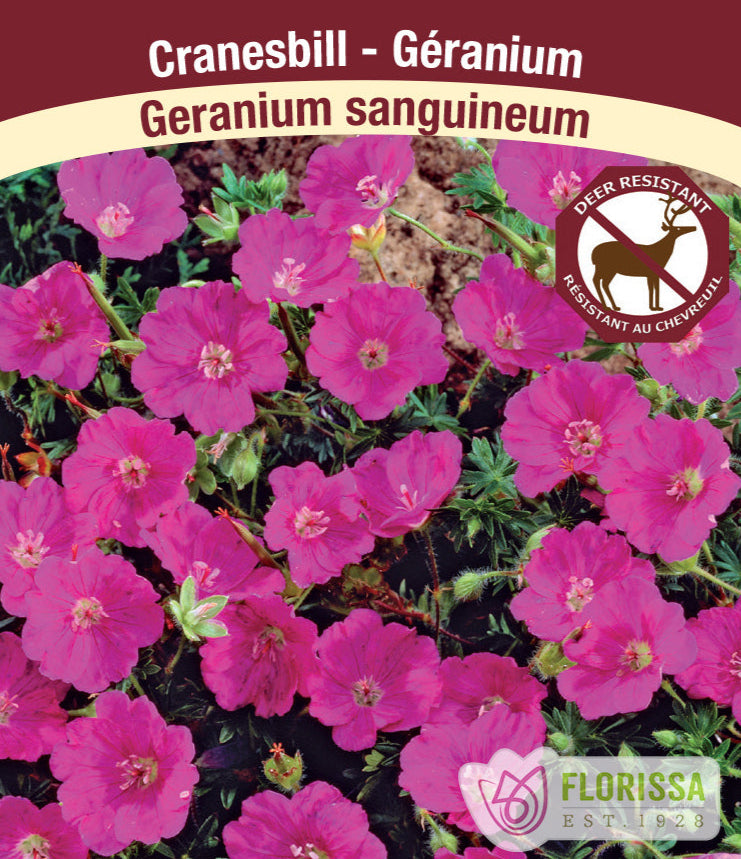 Cranesbill Geranium - sanguineum, 1 Pack