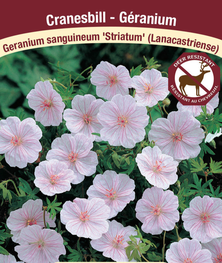 Cranesbill Geranium - Striatum , 1 Pack