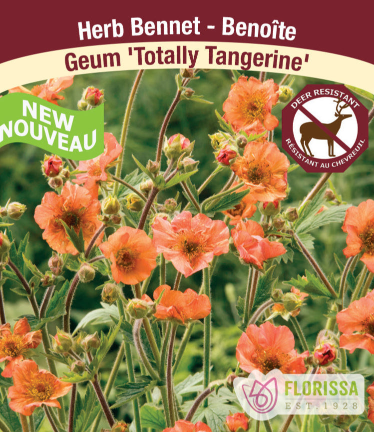 Geum Totally Tangerine, 1 Pack