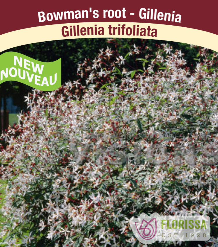 Gillenia trifoliata, 1 Pack
