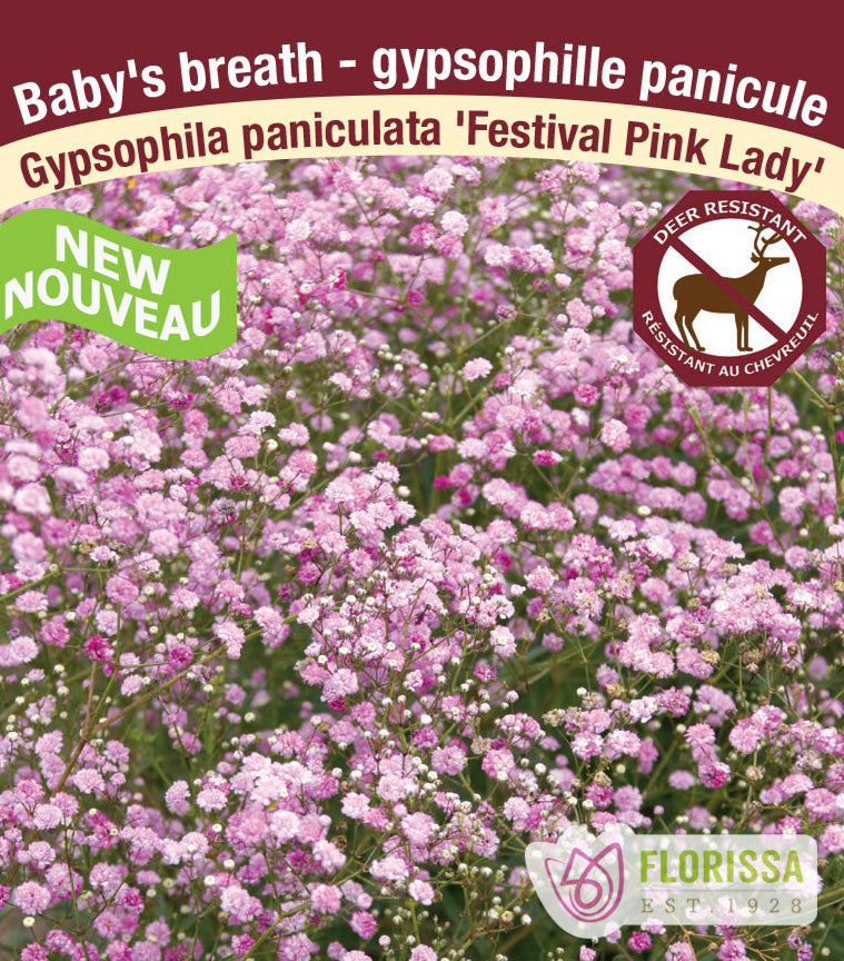 Gypsophylla - Festival Pink Landy, 1 Pack
