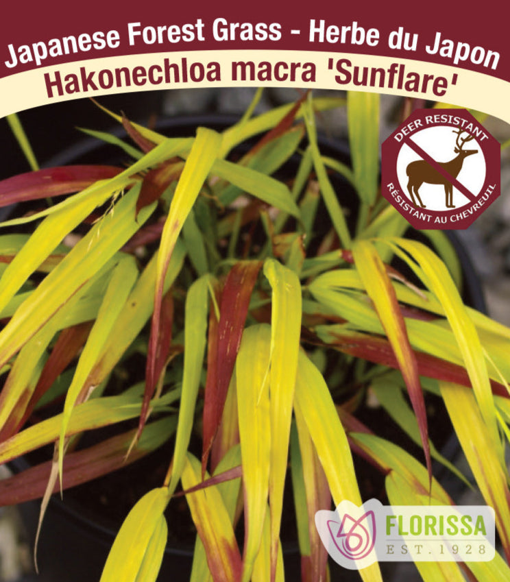Hakonechloa macra - Sunflare, 1 Pack