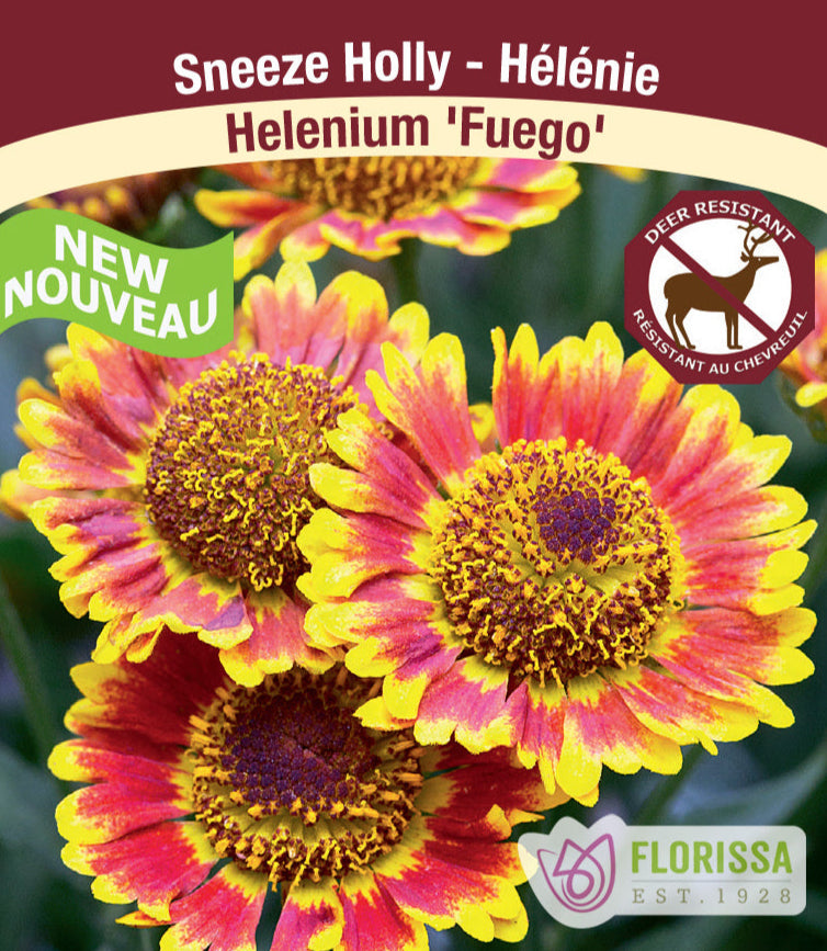 Helenium - Fuego, 1 Pack