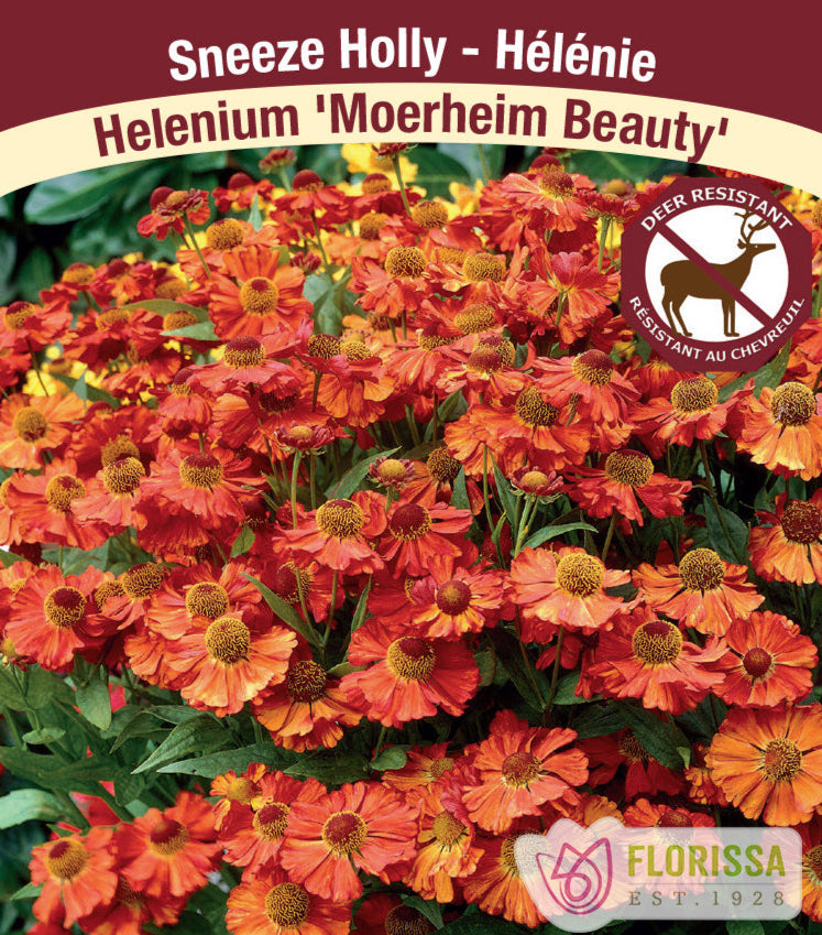 Helenium - Moerheim Beauty, 1 Pack