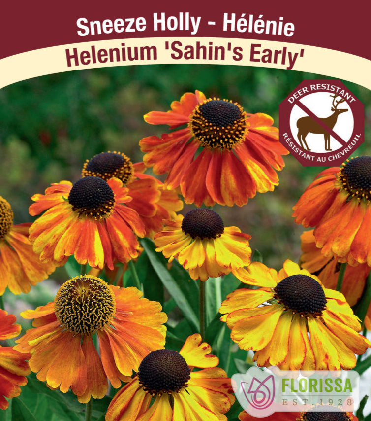 Helenium - Sahin's Early, 1 Pack