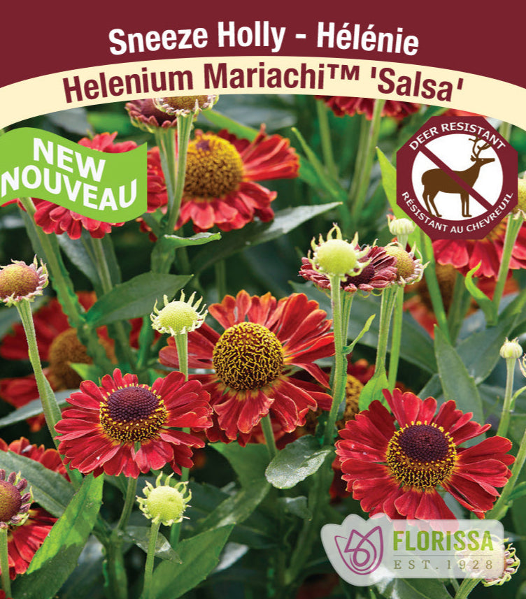 Helenium - Salsa, 1 Pack