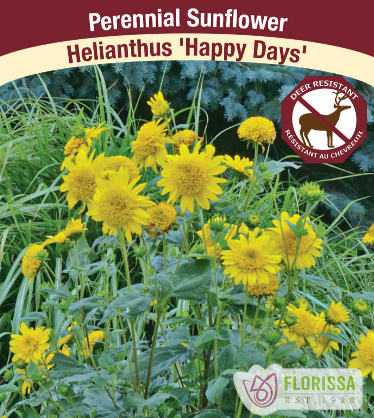 Helianthus - Happy Days, 1 Pack