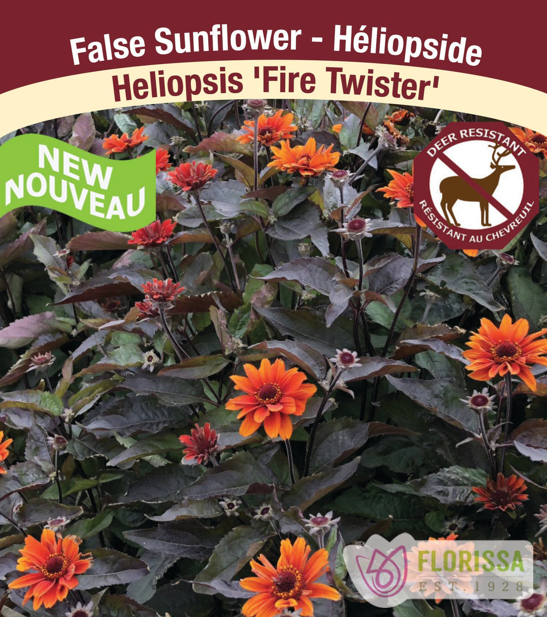 Heliopsis - Fire Twister, 1 Pack