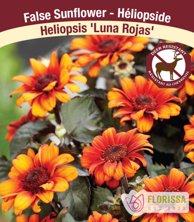 Heliopsis - Luna Rojas, 1 Pack