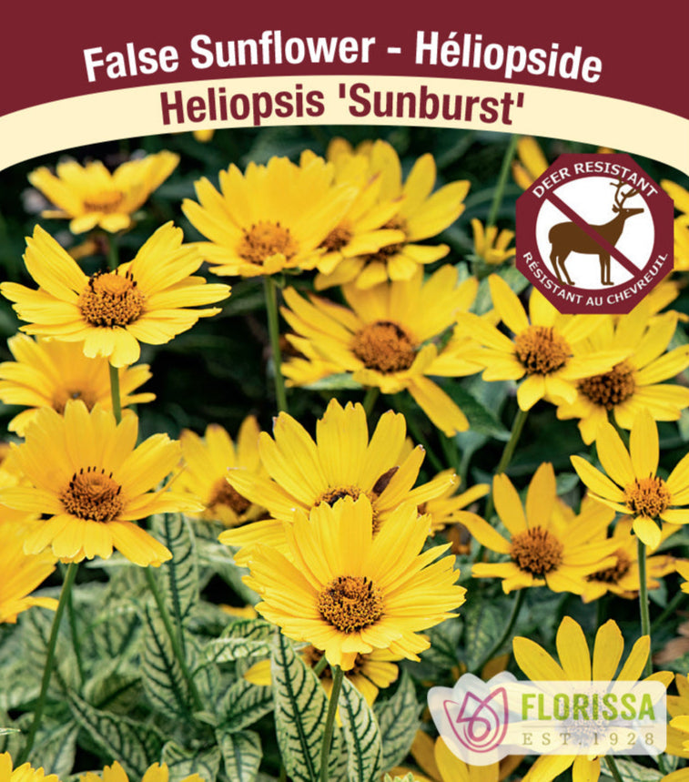 Heliopsis - Sunburst, 1 Pack