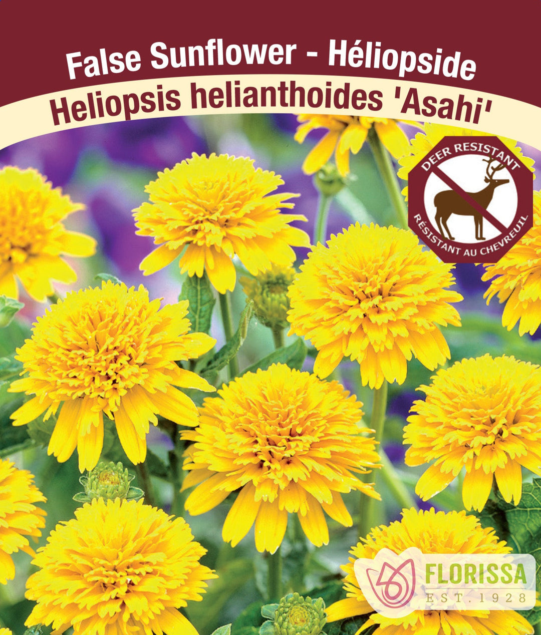 Heliopsis - Asahi, 1 Pack