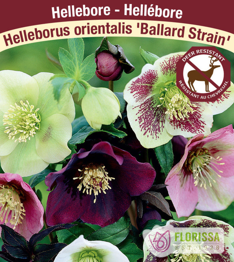 Helleborus - Ballard Strain, 1 Pack
