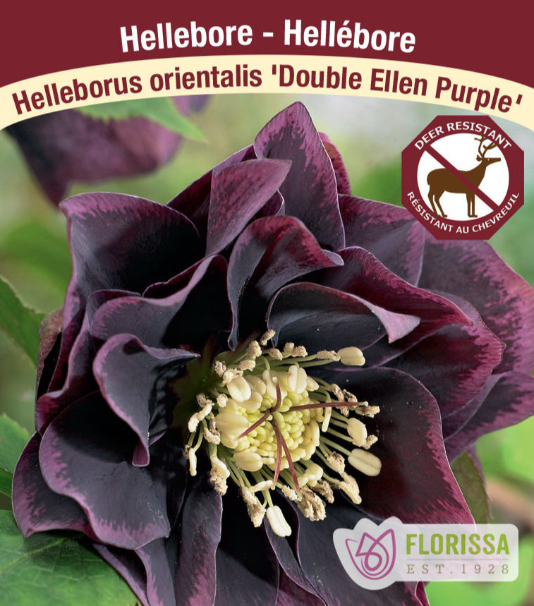 Helleborus - Double Ellen Purple, 1 Pack