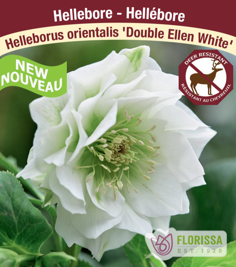 Helleborus - Double Ellen White, 1 Pack