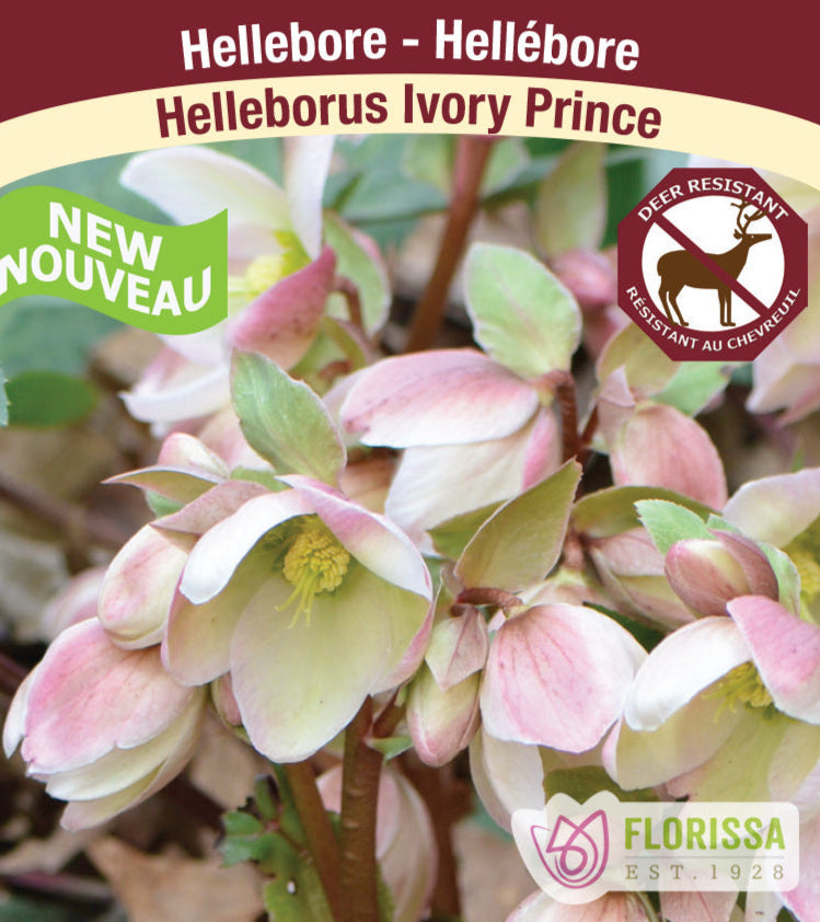 Helleborus - Ivory Prince, 1 Pack