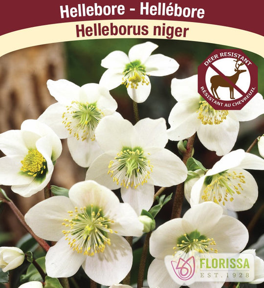Helleborus niger (Christmas Rose), 1 Pack