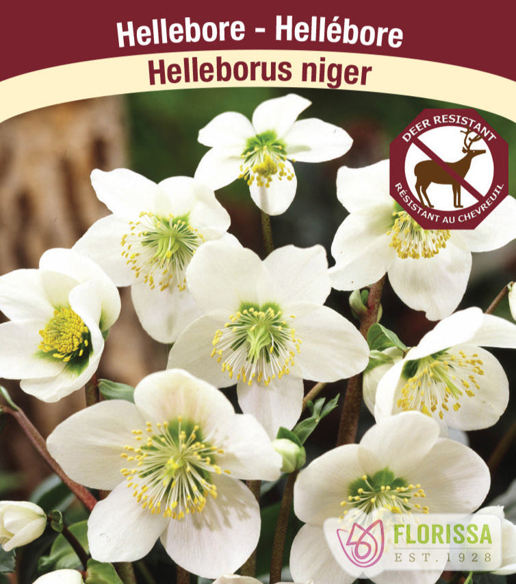 Helleborus - Niger, 1 Pack