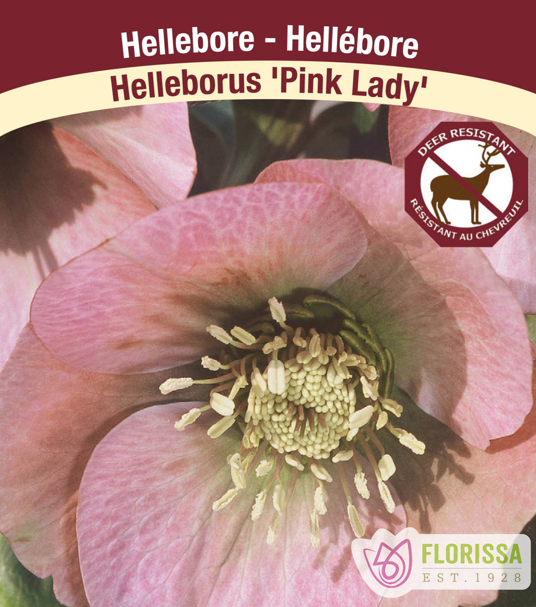 Helleborus - Pink Lady, 1 Pack