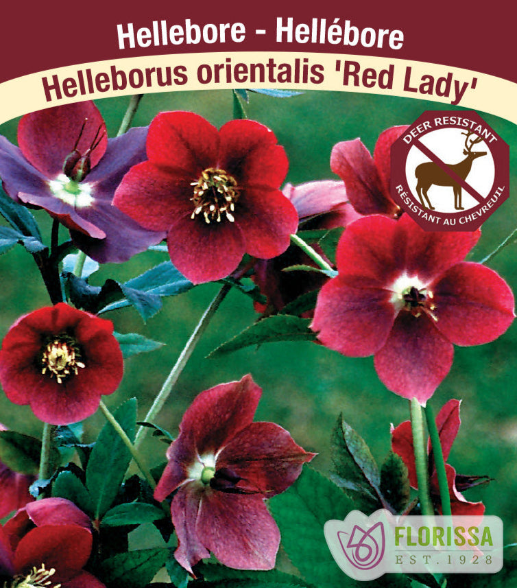 Helleborus - Helleborus Red Lady, 1 Pack