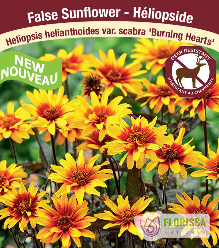 Heliopsis - Burning Hearts, 1 Pack