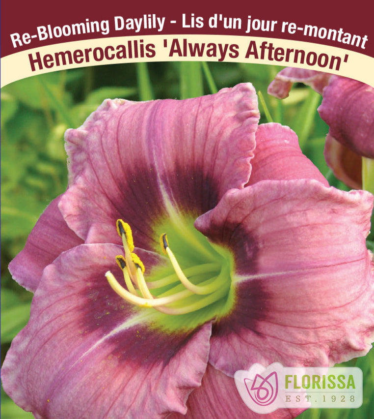 Hemerocallis - Always Afternoon, 1 Pack