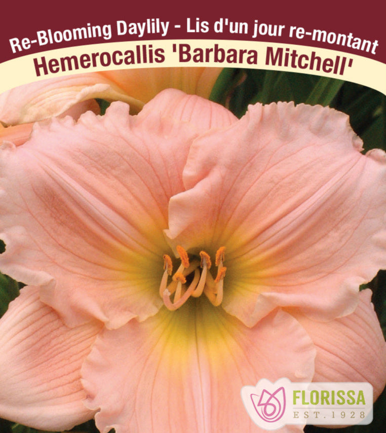 Hemerocallis - Barbara Mitchell, 1 Pack