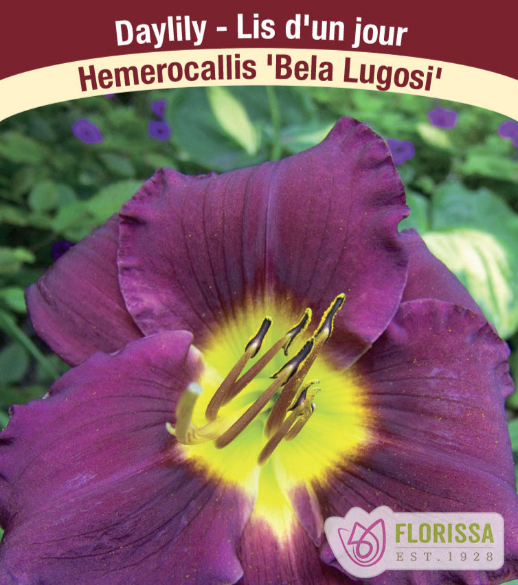 Hemerocallis - Bela Lugosi, 1 Pack