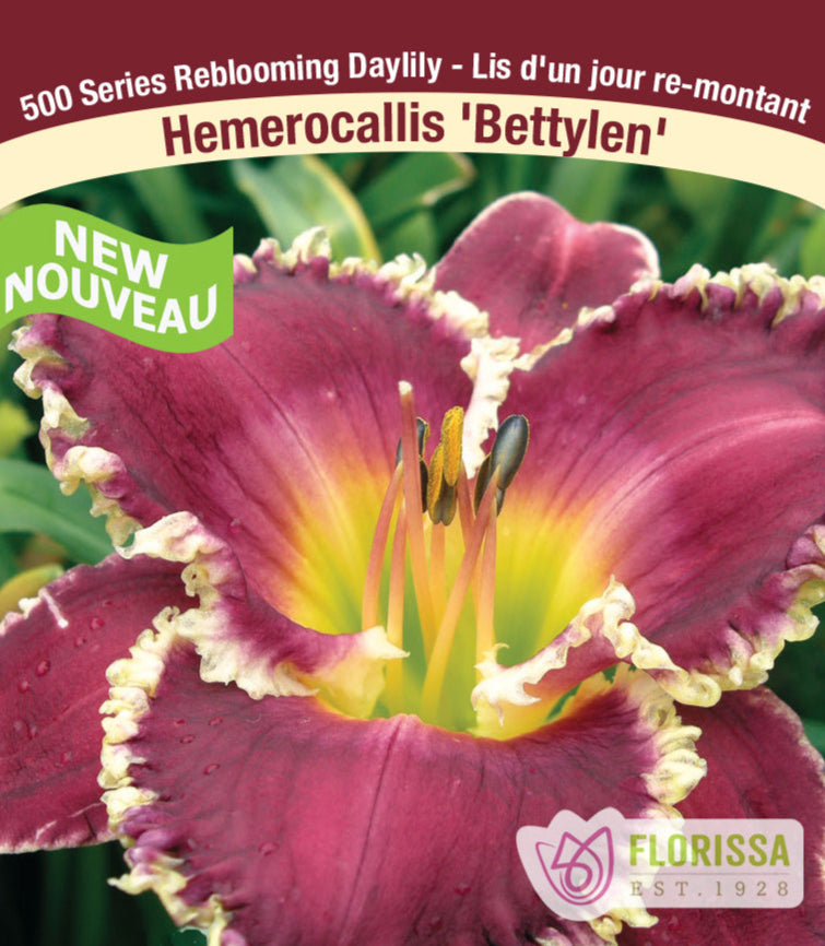 Daylily - Bettylen, 1 Pack