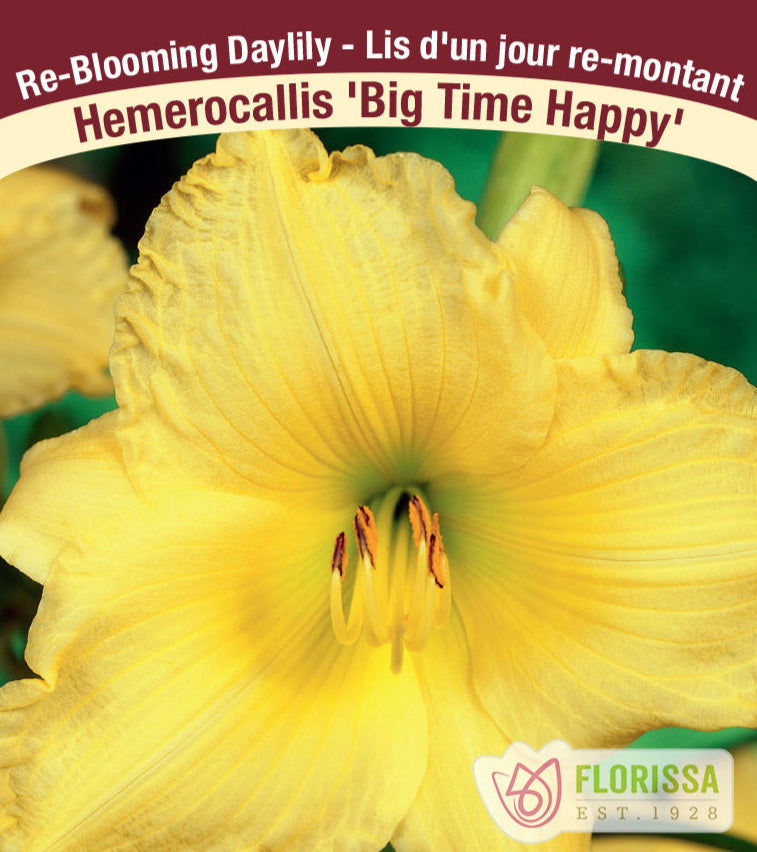 Hemerocallis - Big Time Happy, 1 Pack