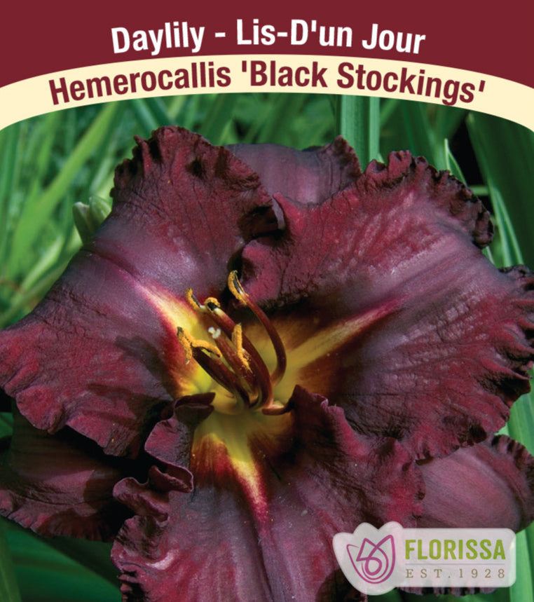 Hemerocallis - Black Stockings, 1 Pack