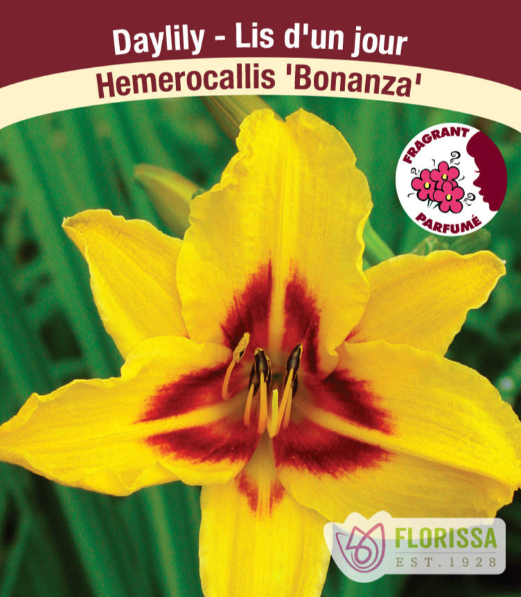 Hemerocallis - Bonanza, 1 Pack