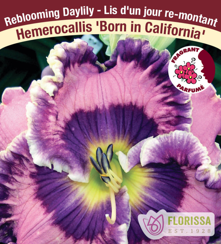 Hemerocallis - Born in California, 1 Pack