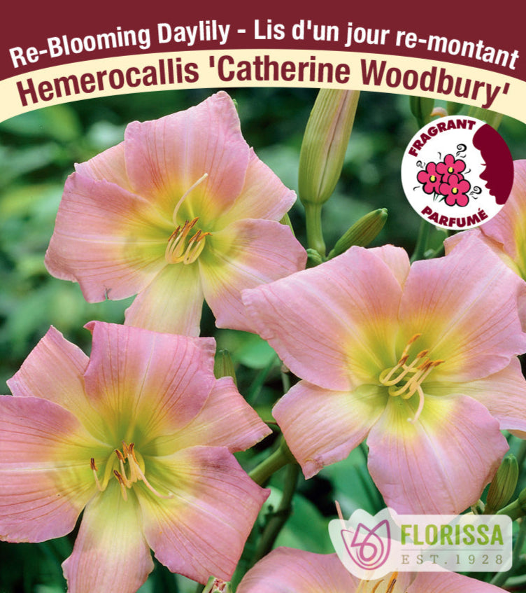 Hemerocallis - Catherine Woodbury, 1 Pack
