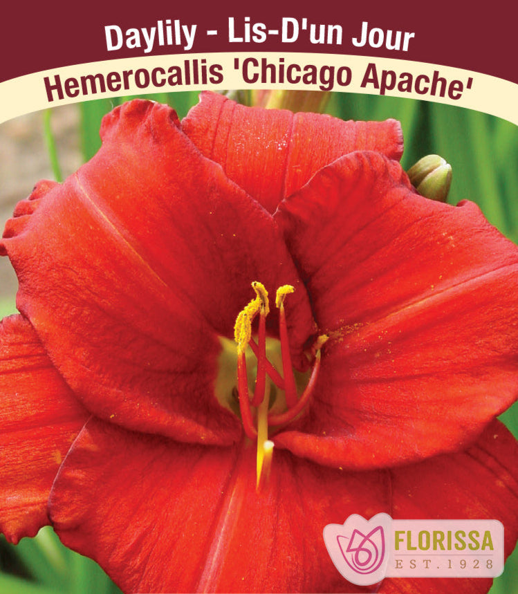 Hemerocallis - Chicago Apache, 1 Pack