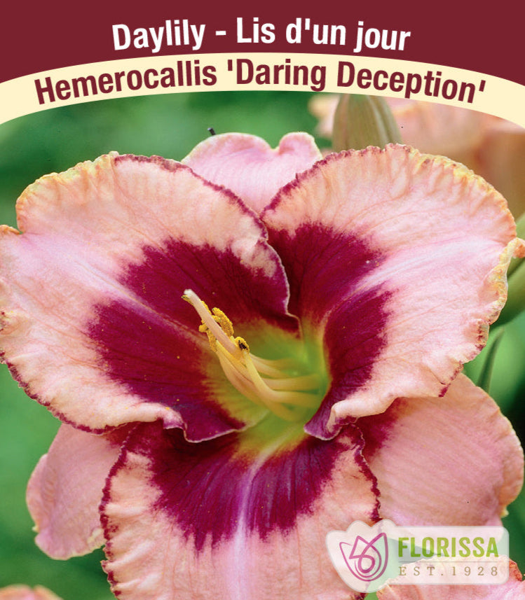 Hemerocallis - Daring Deception, 1 Pack