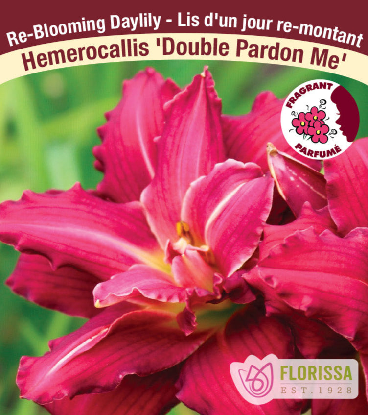 Hemerocallis - Double Pardon Me, 1 Pack