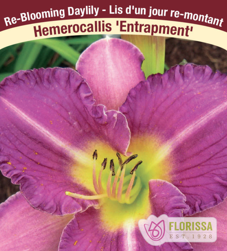 Hemerocallis - Entrapment, 1 Pack