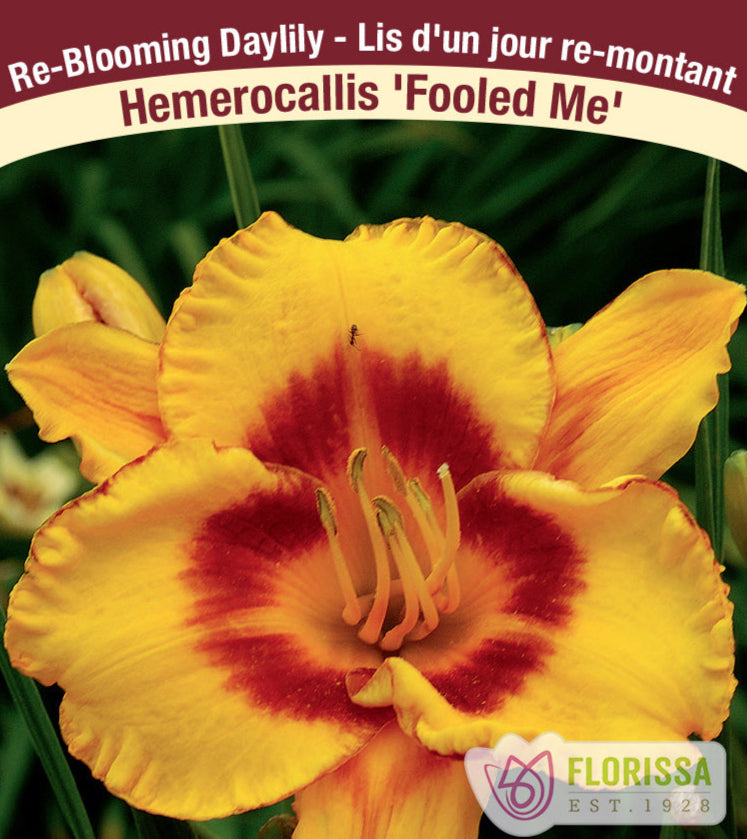 Hemerocallis - Fooled Me, 1 Pack