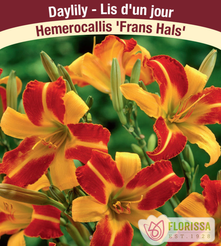 Hemerocallis - Frans Hals, 1 Pack
