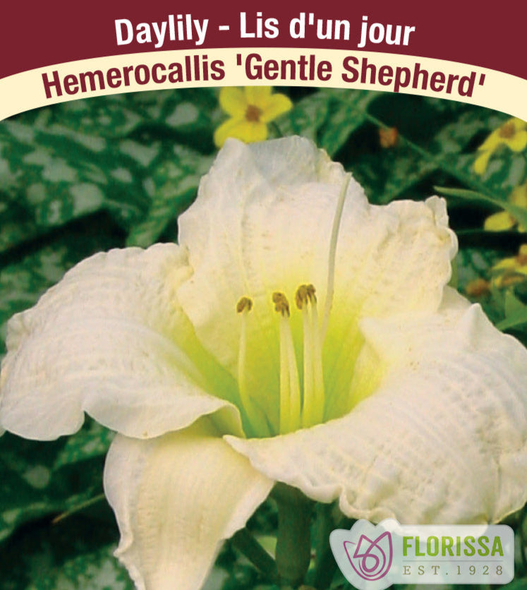Hemerocallis - Gentle Shepherd, 1 Pack