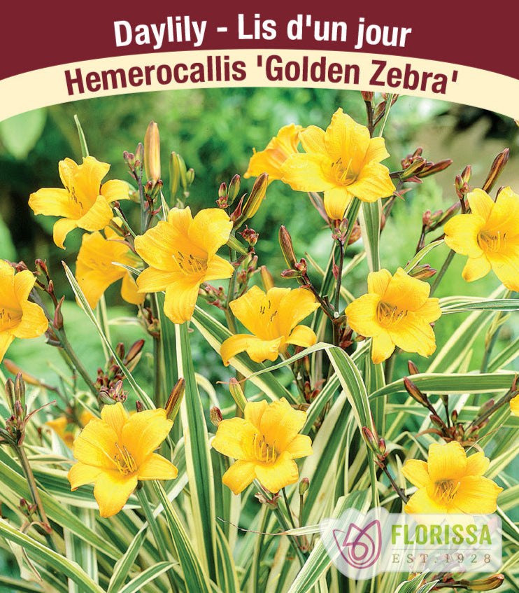 Hemerocallis - Golden Zebra, 1 Pack