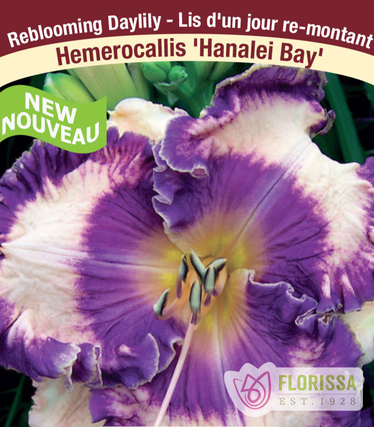 Hemerocallis - Hanalei Bay, 1 Pack