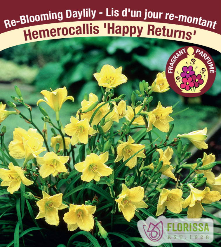 Hemerocallis - Happy Returns, 1 Pack