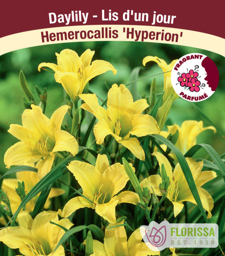 Hemerocallis - Hyperion, 1 Pack
