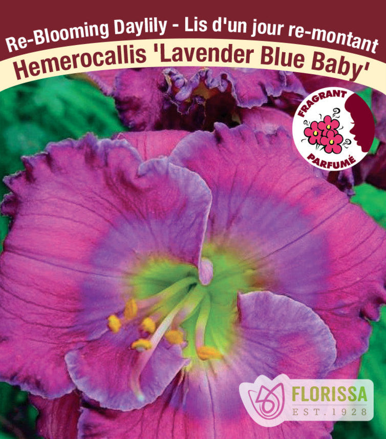 Hemerocallis - Lavender Blue Baby, 1 Pack