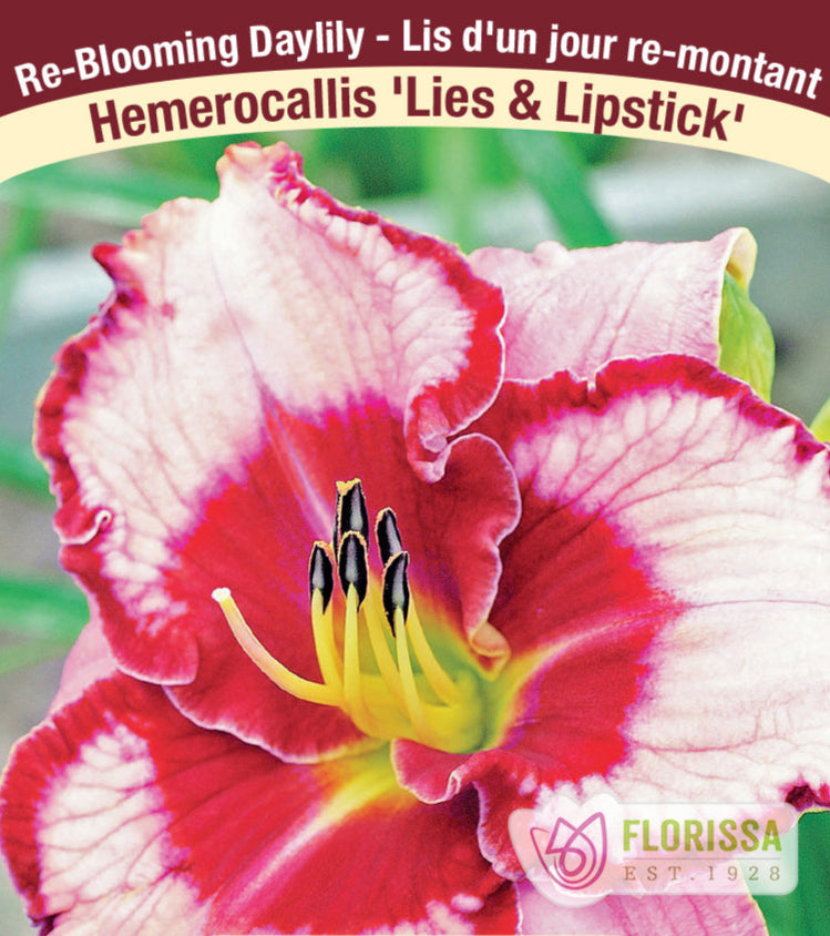 Hemerocallis - Lies & Lipstick, 1 Pack