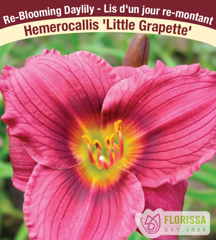 Hemerocallis - Little Grapette, 1 Pack