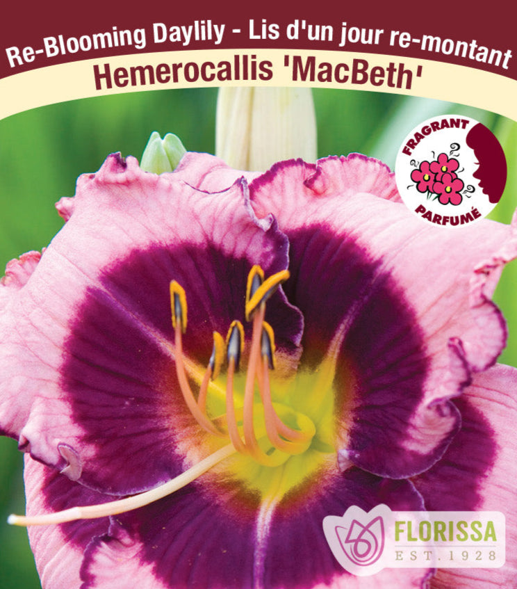 Hemerocallis - MacBeth, 1 Pack